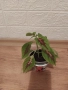 8 стайни растения +  подарък, снимка 5