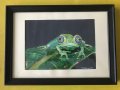 Синеока жабка, снимка 1 - Картини - 43812659