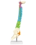 Гъвкав модел на човешки гръбнак с анатомични гръбначни нерви за студенти по медицина и преподаватели, снимка 2