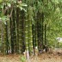 100 броя бамбукови семена от декоративен бамбук Moso Bamboo зелен МОСО БАМБО за декорация и украса b, снимка 13