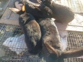 Зайци домашни , снимка 14