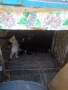 Подарявам малки котета , снимка 4