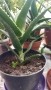 Алое лечебно растение, снимка 10