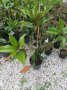 Магнолия Грандифлора  “Magnolia Grandiflora”, снимка 8