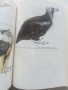 Фауната на България Том 20 част 1 - С.Симеонов,Т.Мичев,Н.Нанкинов - 1990г., снимка 9