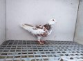 Спортни гълъби , снимка 1