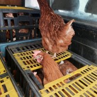 продавам кокошки носачки за яйца, снимка 1 - Кокошки и пуйки - 42998728