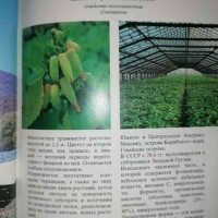 Лекарственные растения СССР: Культивируемые и дикорастущие растения, снимка 3 - Специализирана литература - 36459849