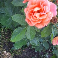 Разсад градинска роза , снимка 7 - Разсади - 37478861