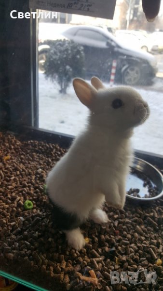 Малки декоративни зайчета, снимка 1