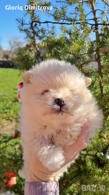 Померан мини , снимка 1