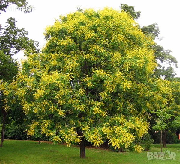 Китайски Мехурник, снимка 1