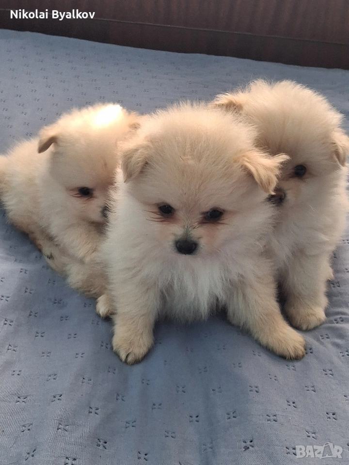 продават се кучинца шпиц померан 2 момчита и 1 момиче, снимка 1