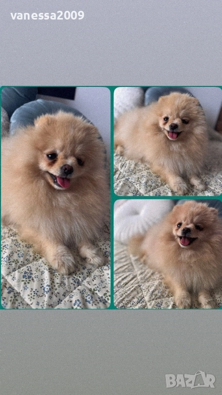 Померани , снимка 1