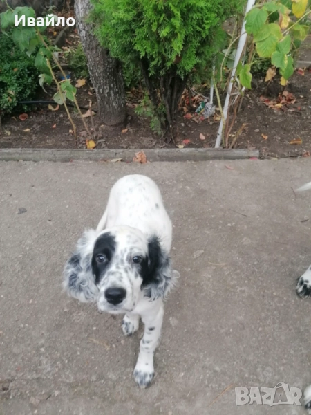 Английски сетер мъжки, снимка 1