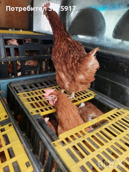 продавам кокошки носачки за яйца, снимка 1