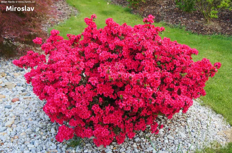 Азалия(Градинска), снимка 1