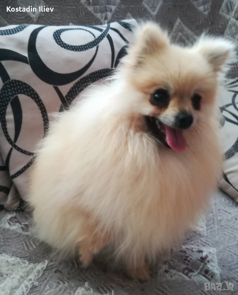 Свободен женски померан, снимка 1