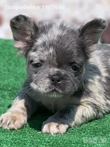 Френски булдог, снимка 1