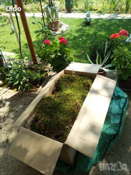 Горски мъх Декорация Естествен Скандинавски мъх.., снимка 1