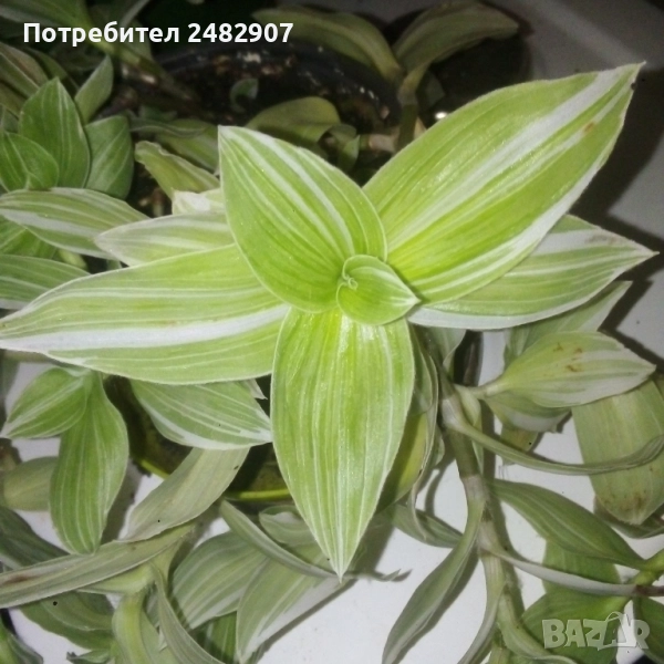 Традесканция , снимка 1