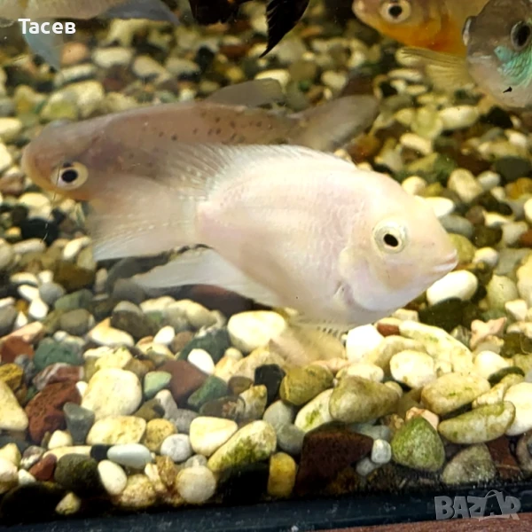 Платинен папагал 3-4см, снимка 1