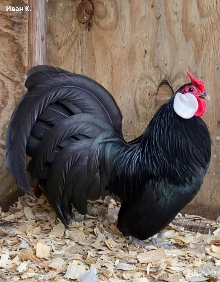 Продавам черен Розкомб., снимка 1