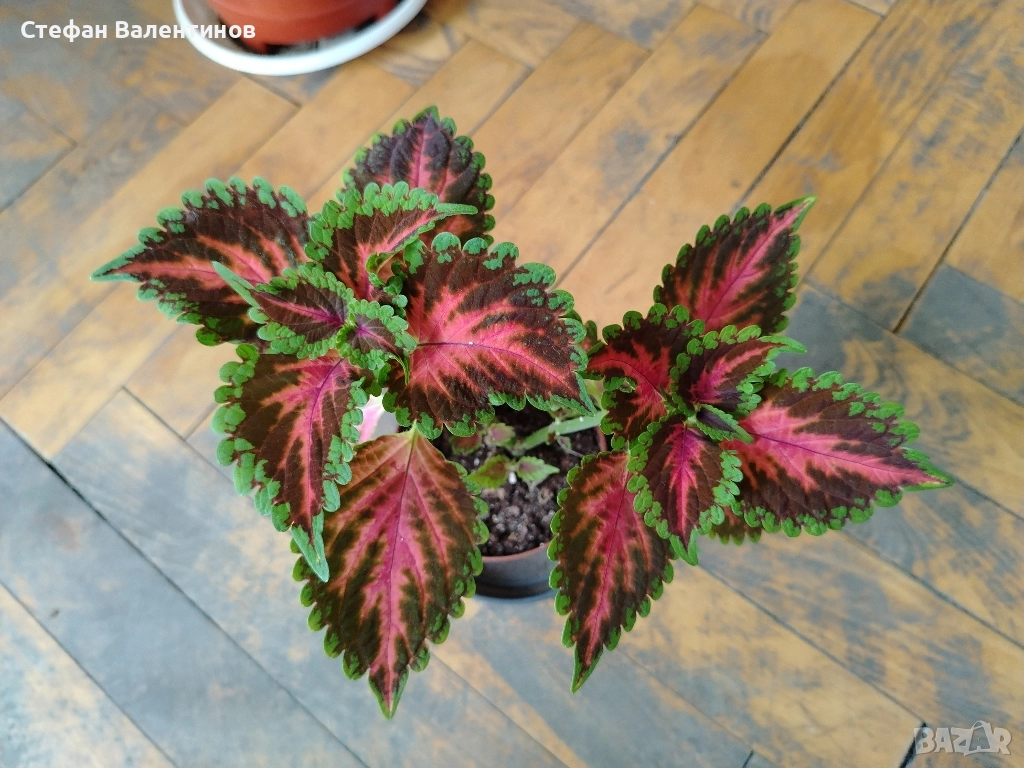 Стайни цветя- комплект от Копривка+Традесканция+Алое , снимка 1