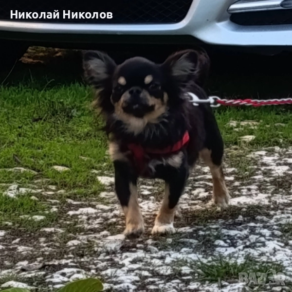 Разплод , снимка 1