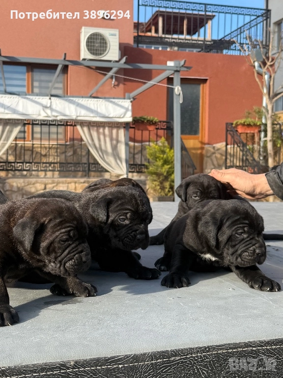 Уникални кученца кане корсо италяно,шоу клас чистокръвни., снимка 1