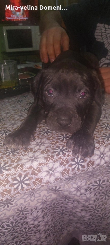 Мъжко питбулче на 45 дена, снимка 1