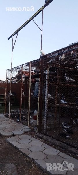 Пазарджишки гълъби , снимка 1