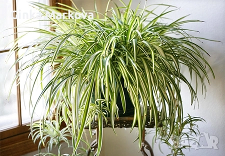 Хлорофитом - 1,50лв, снимка 1