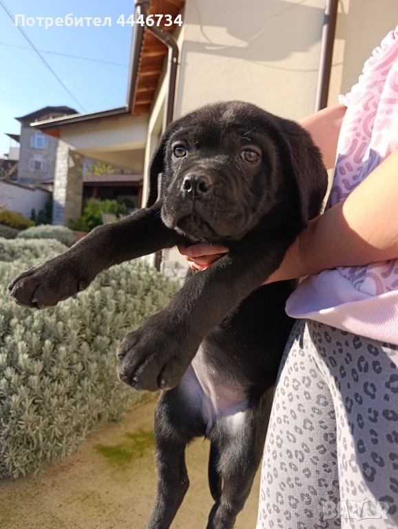 Кане Корсо кученца, снимка 1