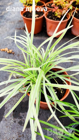 Промо пакет от 6 бр Декоративни треви, снимка 9 - Градински цветя и растения - 52101684
