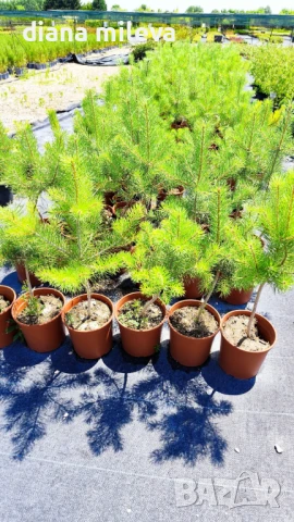 Бял бор, Pinus sylvestris, снимка 8 - Градински цветя и растения - 43936306