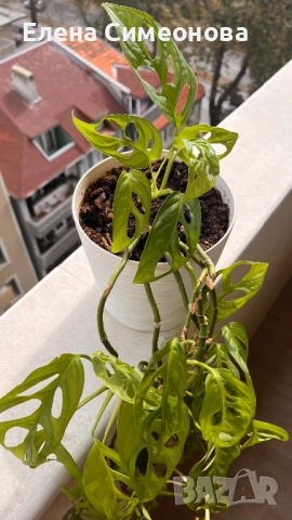 Мостера Monkey, снимка 4 - Стайни растения - 51864456