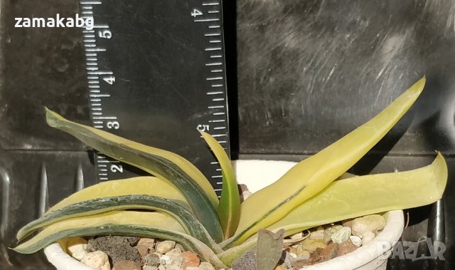 Гастерия (Gasteria cv. Kinun ガステリア 錦雲), вкоренено сукулентно растение, 40 лв, снимка 1