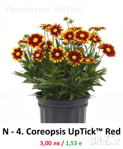 ГРАДИНСКИ Многогодишни Цветя..., снимка 5 - Градински цветя и растения - 51078747