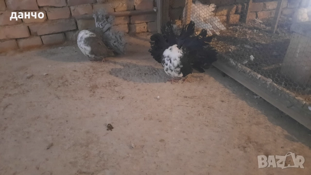 Продавам фенерлии 