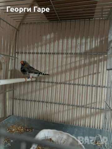 Млада двойка зеброви амадини - 2025 , снимка 2 - Амадини - 53404013