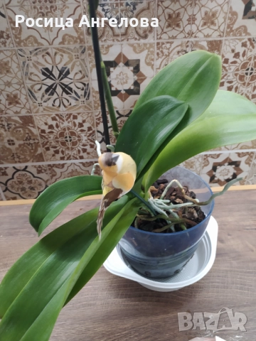 Орхидея pirate picotee, снимка 4 - Стайни растения - 52615200