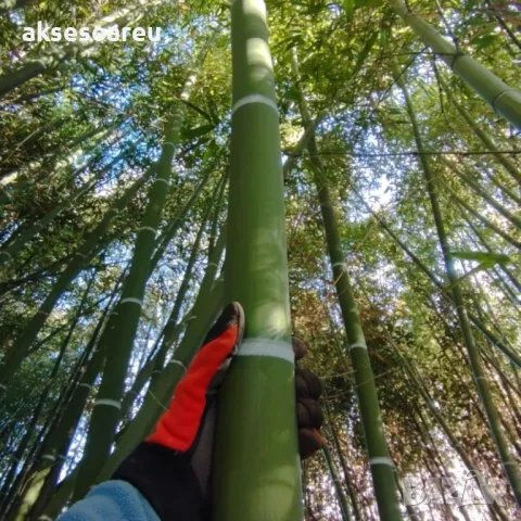 100 Семена от гигантски бамбук Moso Bambo градински горски декоративни растения за дома и двора бамб, снимка 2 - Сортови семена и луковици - 49827507