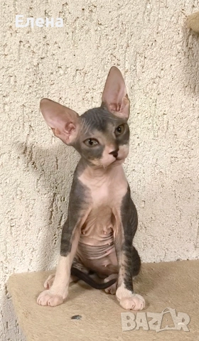 Донски сфинкс с родословие, снимка 3 - Сфинксове - 52185858