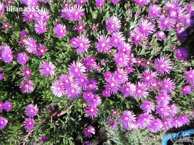 делосперма , снимка 2 - Градински цветя и растения - 37227514