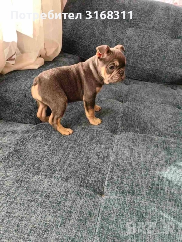 Две прекрасни момиченца, снимка 2 - Френски булдог - 52550591