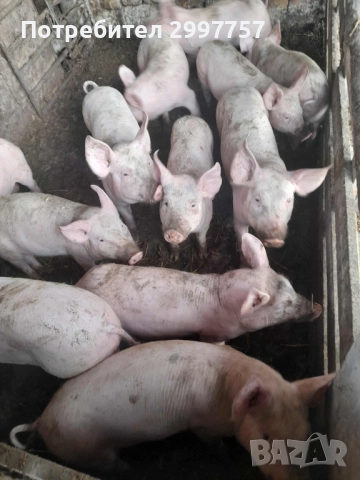 Прасе, снимка 4 - Прасета - 52424805