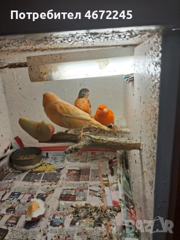 Канарчета, снимка 8 - Канари - 52696895