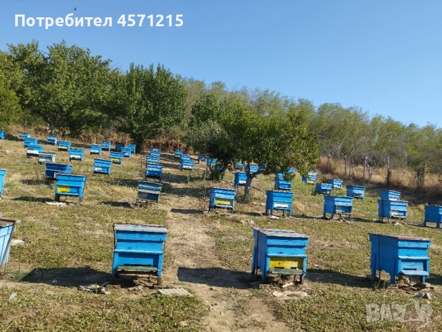 Пчелни семейства в ДБ кошери, снимка 2 - Други животни - 51438769