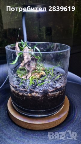 Аквариум(декоративна чаша), снимка 6 - Аквариуми - 43211832